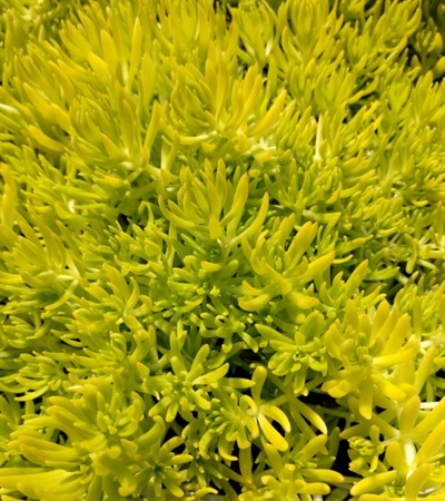 Sedum Lemon Coral®